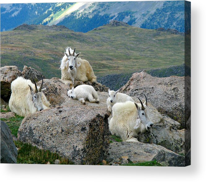 Horned Acrylic Print featuring the photograph Mountain Goats In The Rocky Mountains by Carl Neufelder