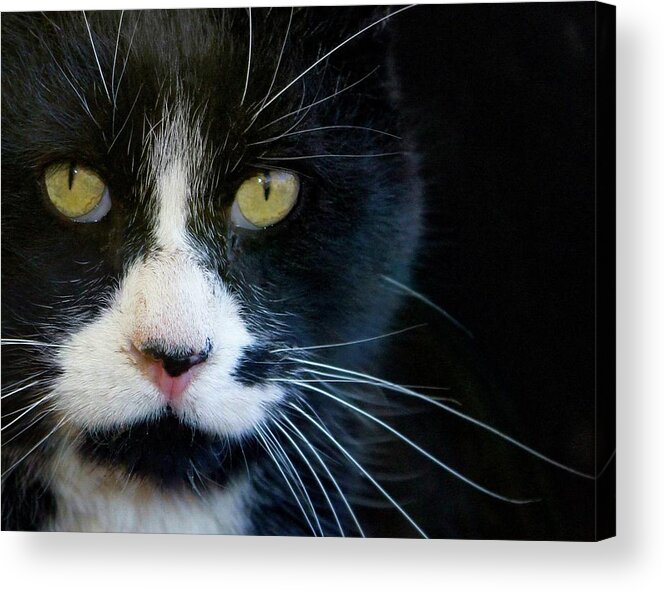 The Amazing Mr. Tom Acrylic Print featuring the photograph Mr. Tom - Portrait by Sandra Dalton