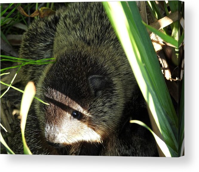 Muskrat Acrylic Print featuring the photograph Muskrat Love by Kathy Chism