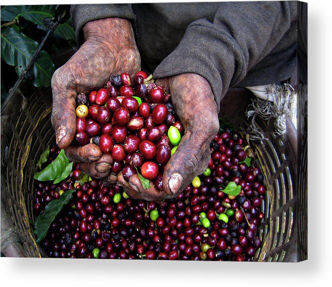 Working Acrylic Print featuring the photograph Nicaraguan Coffee Picker by Digi guru