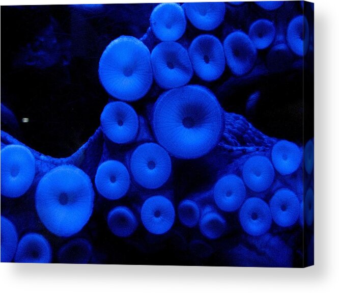 Cephalopod Acrylic Print featuring the photograph Octopus by Victor Gil Gazapo