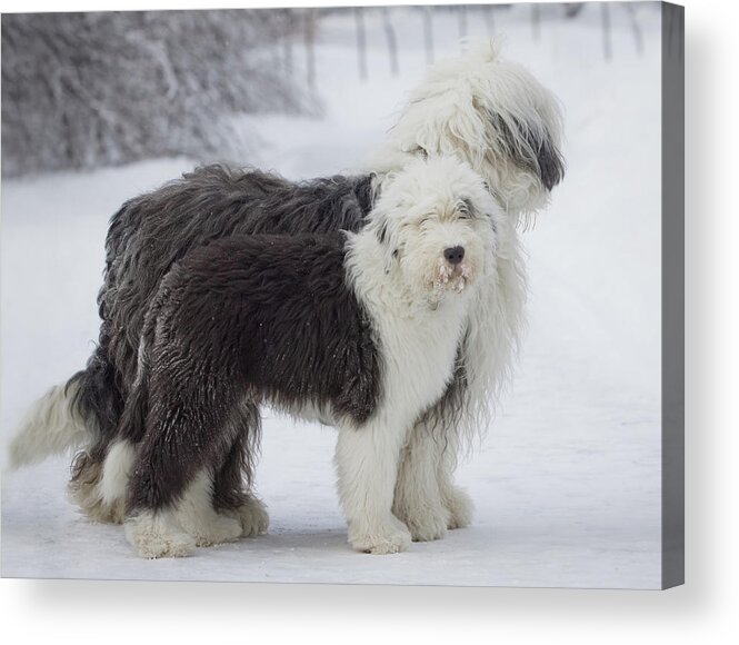 Pets Acrylic Print featuring the photograph Old English Sheepdogs by Photographs By Maria Itina