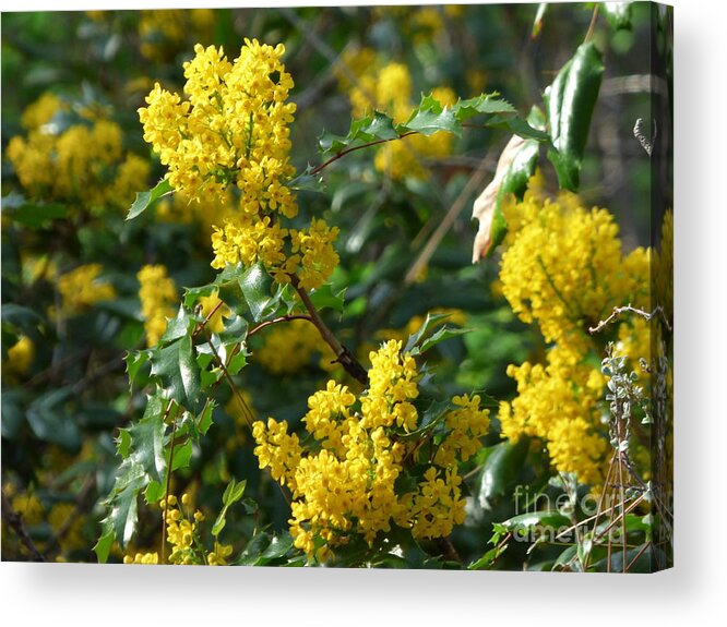 Oregon Grape Acrylic Print featuring the photograph Oregon Grape by Charles Robinson