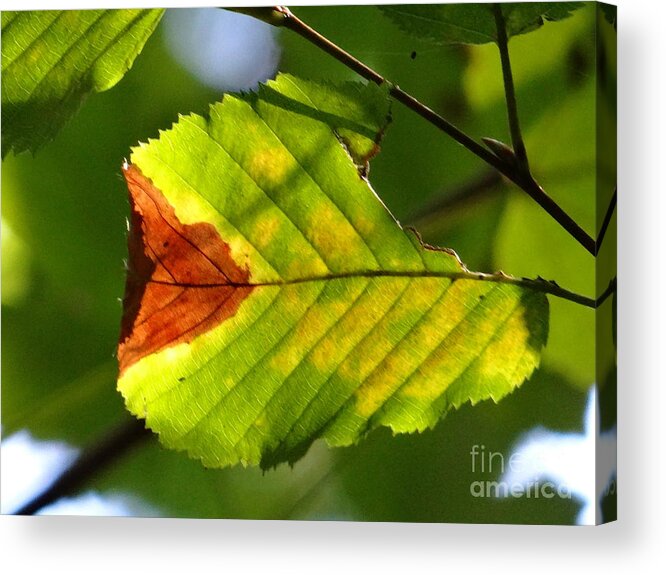 Leaf Acrylic Print featuring the photograph Outstanding leaf by Karin Ravasio