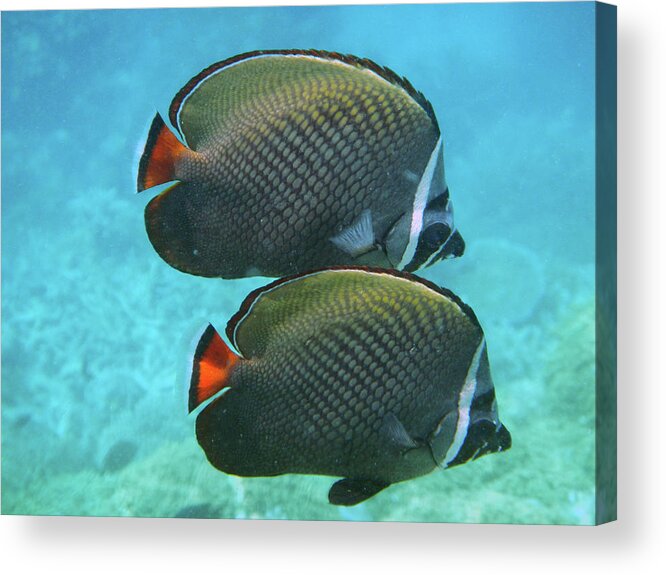 Underwater Acrylic Print featuring the photograph Pair Of Fish by Federica Grassi