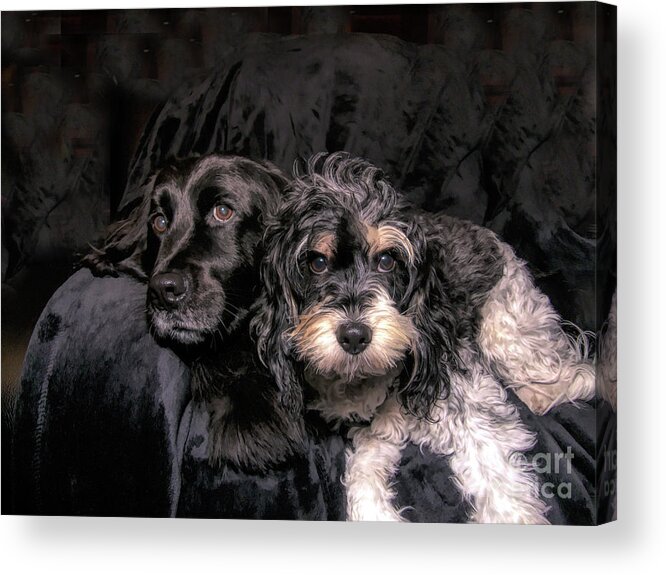 Cavapoo Acrylic Print featuring the photograph Pampered Pets by Amy Dundon