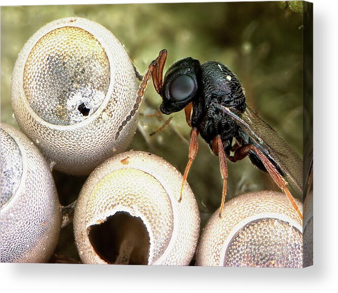 Nobody Acrylic Print featuring the photograph Parasitic Wasp And Stink Bug Eggs by Elijah Talamas/us Department Of Agriculture/science Photo Library