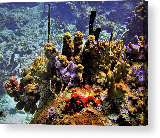 Coral Acrylic Print featuring the photograph Patch Reef Bluff by Climate Change VI - Sales