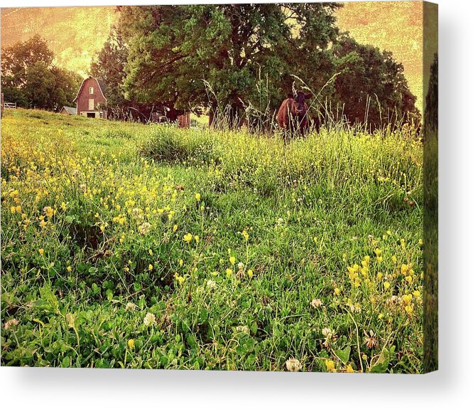 Sun Acrylic Print featuring the photograph Peaceful Pastoral Perspective by Carol Whaley Addassi