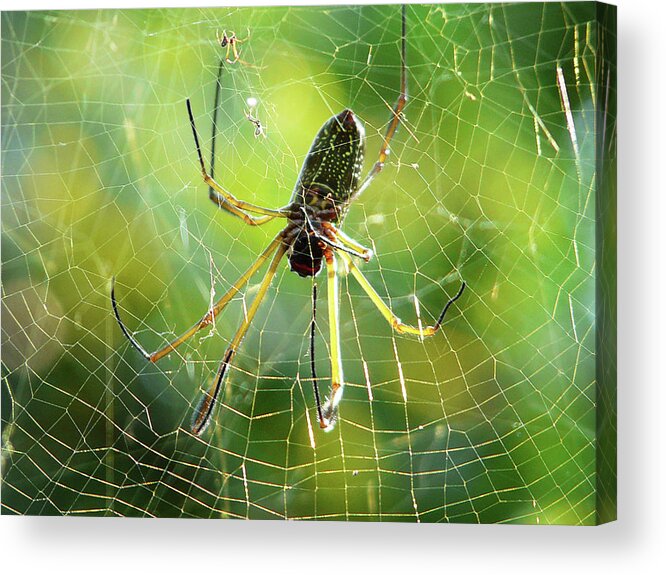 Animal Themes Acrylic Print featuring the photograph Peru Amazon Spider by Photo, David Curtis