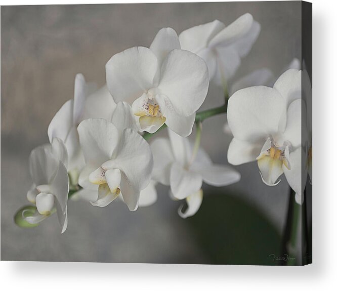 Orchid Acrylic Print featuring the photograph Phalaenopsis Orchid 4647 by Teresa Wilson