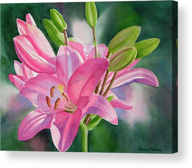 Watercolor Lily Acrylic Print featuring the painting Pink Lily with Buds by Sharon Freeman