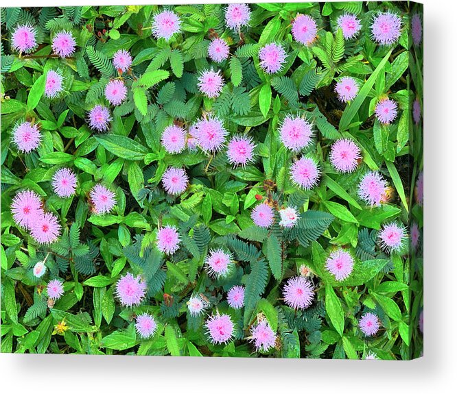 Pink Acrylic Print featuring the photograph Pink Powder puffs by Sean Davey