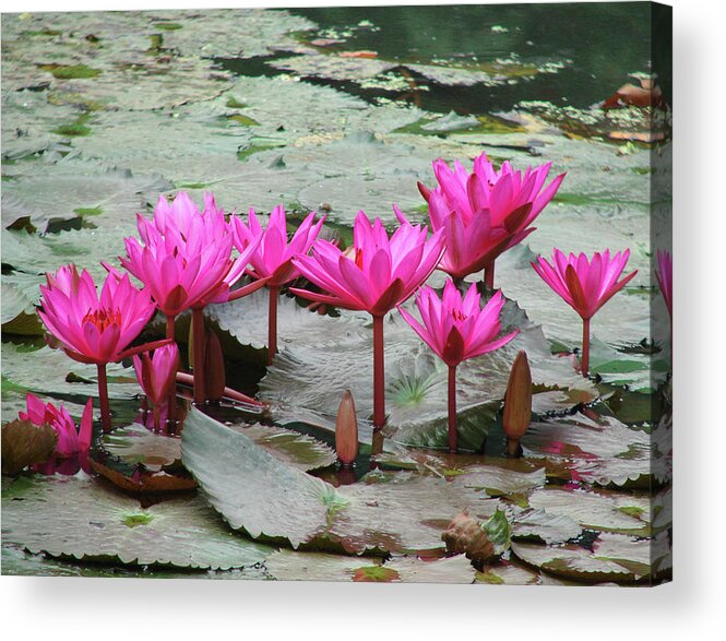 Standing Water Acrylic Print featuring the photograph Pink Water Lily Flowers by Paldas Photography