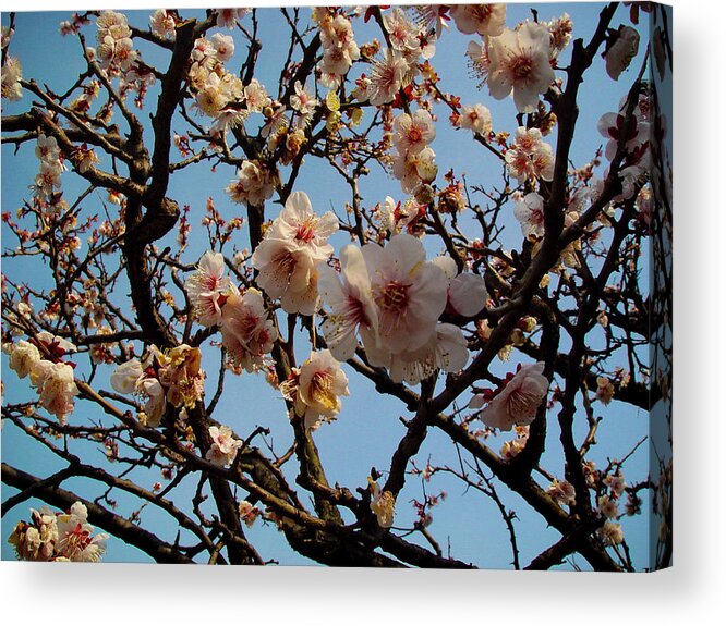 Yushima Acrylic Print featuring the photograph Plum Blossoms At Yushima Tenjin by Copyright Thomas Volstorf