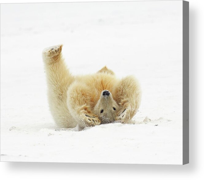 Snow Acrylic Print featuring the photograph Polar Bear Rolling In Snow by P. De Graaf