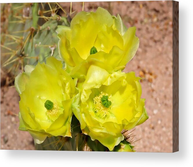 Arizona Acrylic Print featuring the photograph Prickly Pear Cactus Trio Bloom by Judy Kennedy