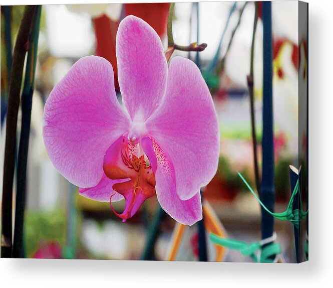 Purple Acrylic Print featuring the photograph Purple Orchid In Bloom, Close-up by Medioimages/photodisc