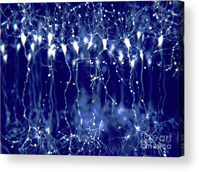Nobody Acrylic Print featuring the photograph Pyramidal Neurons In The Cerebral Cortex by Juan Gaertner/science Photo Library