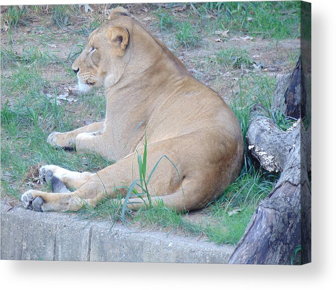 Lioness Acrylic Print featuring the photograph Queen Lioness by Antonio Moore