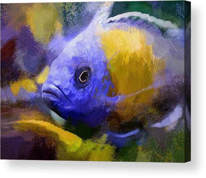 African Cichlid Acrylic Print featuring the digital art Red Fin Borleyi Cichlid Artwork by Don Northup