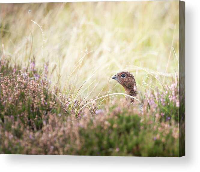 Female Red Grouse Acrylic Print featuring the photograph Red Grouse by Anita Nicholson