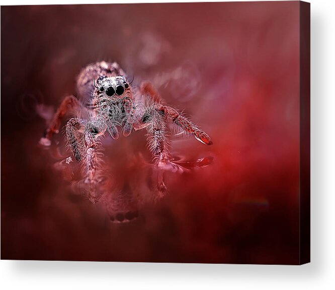 Macro Acrylic Print featuring the photograph Red Spider by Fauzan Maududdin