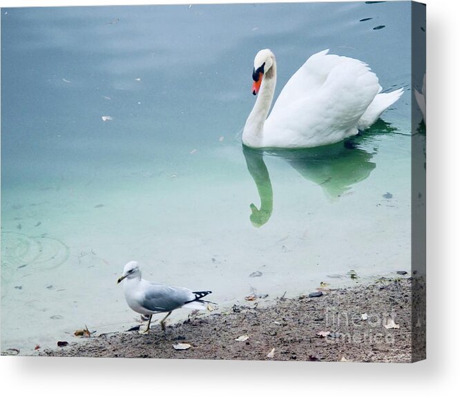 Photo Of A Swan And A Bird Acrylic Print featuring the photograph Reflection by Lavender Liu