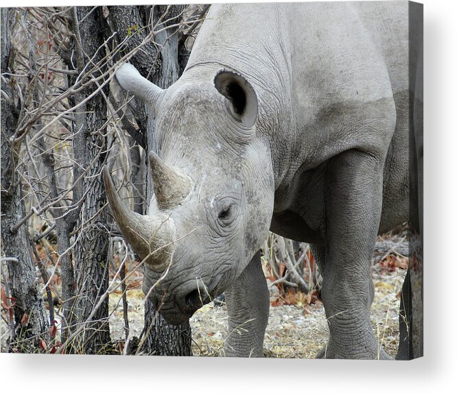 Rhino Acrylic Print featuring the photograph Rhino 3 by Eric Pengelly