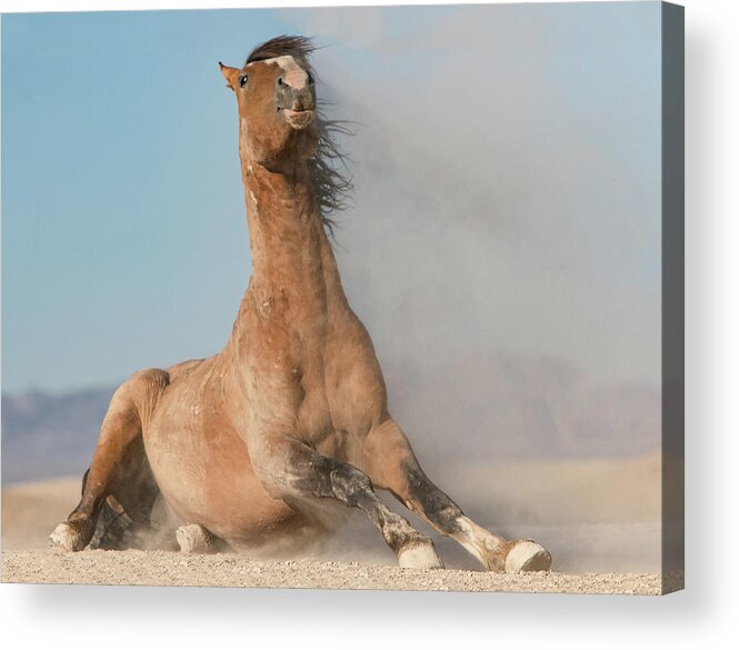 Horse Acrylic Print featuring the photograph Rising by Kent Keller