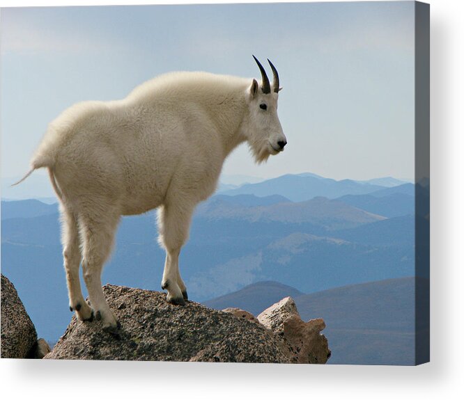 Mt Evans Wilderness Acrylic Print featuring the photograph Rocky Mountain Goat On Rock Looking Down by Sandra Leidholdt