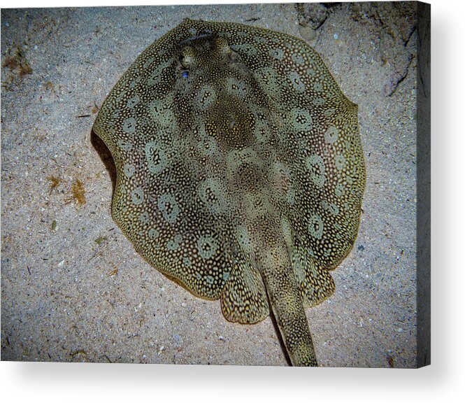 Jean Noren Acrylic Print featuring the photograph Round Spotted Stingray by Jean Noren
