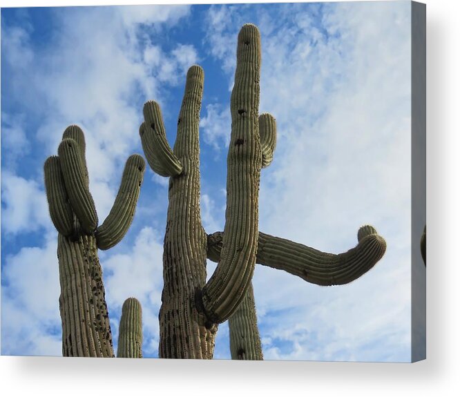 Arizona Acrylic Print featuring the photograph Saguaro Clique by Judy Kennedy