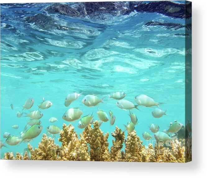 Coral Reef Acrylic Print featuring the photograph School in the Blue Lagoon by Becqi Sherman