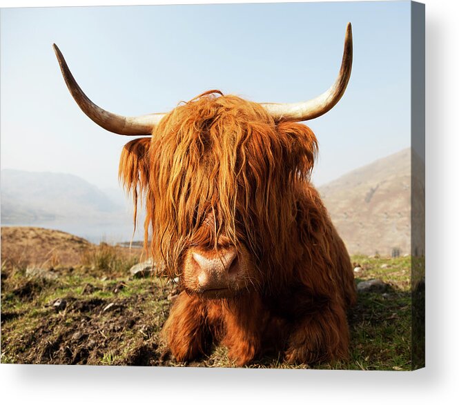 Horned Acrylic Print featuring the photograph Scottish Highland Cow by Empato