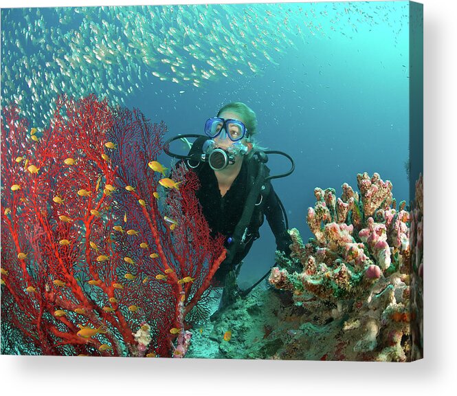 Underwater Acrylic Print featuring the photograph Scuba Diver Admires Fish And Red Fan by Rainervonbrandis