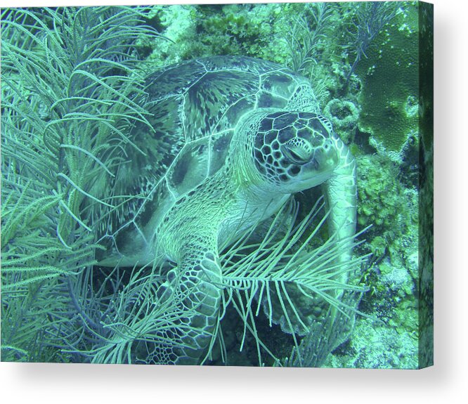 Marine Life Acrylic Print featuring the photograph Sea Turtle Underwater Wonders by Leslie Struxness