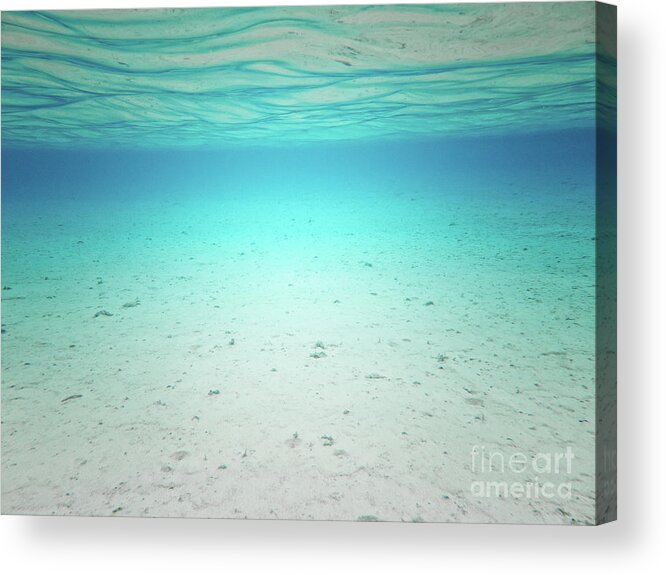 Underwater Acrylic Print featuring the photograph Serenity by Becqi Sherman