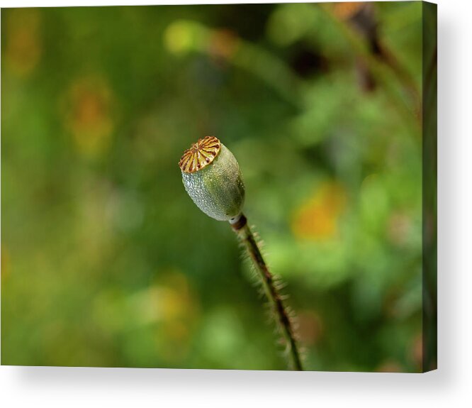 Shirley Poppy Acrylic Print featuring the photograph Shirley Poppy 2018-20 by Thomas Young