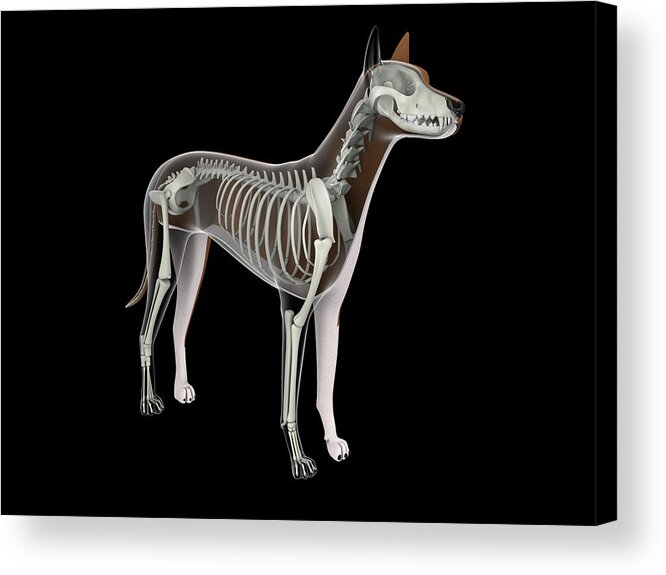 Horizontal Acrylic Print featuring the photograph Skeletal System Of A Dog by Stocktrek Images