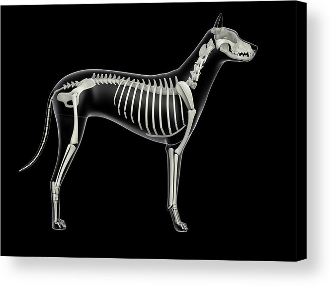 Horizontal Acrylic Print featuring the photograph Skeletal System Of A Dog, X-ray Side by Stocktrek Images
