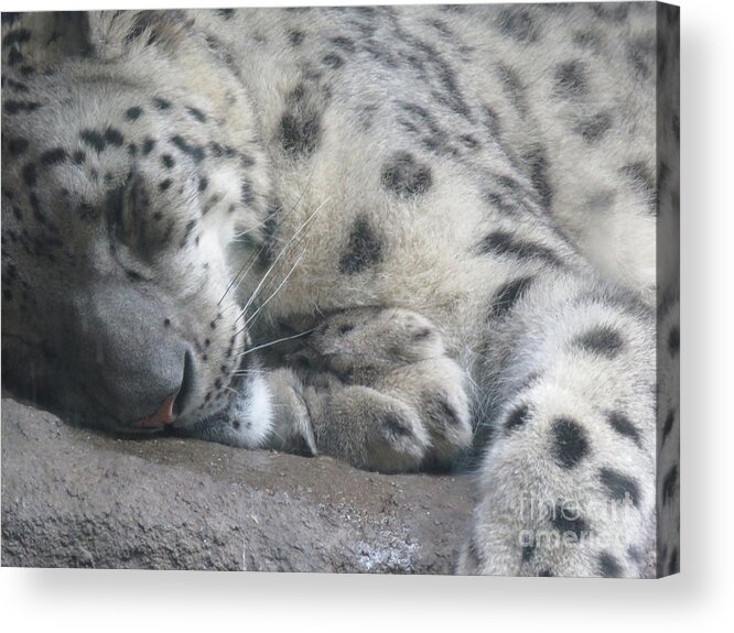 Close-up Acrylic Print featuring the photograph Sleeping Cheetah by Mary Mikawoz