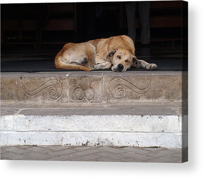 Karen Zuk Rosenblatt Art And Photography Acrylic Print featuring the photograph Sleeping Street Dog at Church by Karen Zuk Rosenblatt