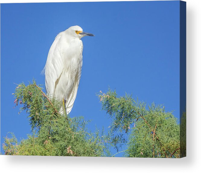 Snowy Egret Acrylic Print featuring the photograph Snowy Egret 8707-110818-1cr by Tam Ryan