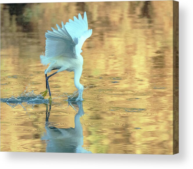 Snowy Egret Acrylic Print featuring the photograph Snowy Egret Fishing 8747-061919 by Tam Ryan