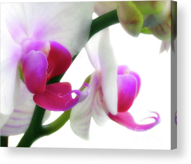 Orchid Acrylic Print featuring the photograph Soft Glow Pink Orchid by Amy Dundon