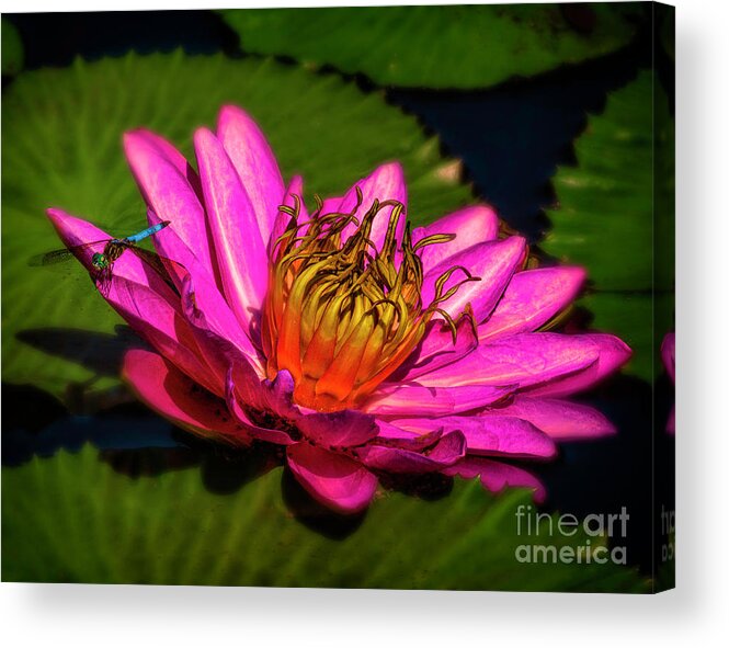 Flowers Acrylic Print featuring the photograph Soft Water Lily by Nick Zelinsky Jr