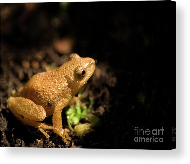 Nature Acrylic Print featuring the photograph Spring Peeper by Dorothy Lee