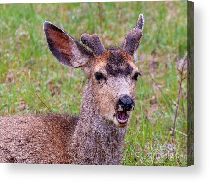 Deer Acrylic Print featuring the photograph Springtime Buck Mule Deer by Steven Krull