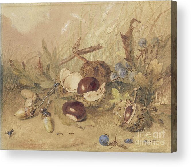 Fruit Acrylic Print featuring the painting Still Life With Acorns And Horse Chestnuts by English School